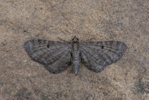 Eupithecia sp.